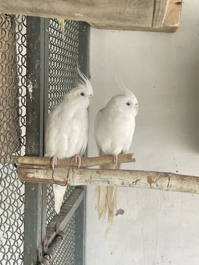 Cocktail Pairs Available