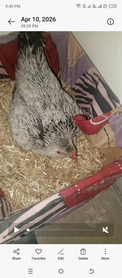 kurak murgi parrot beak chiks pair