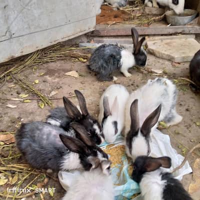 baby rabbits
