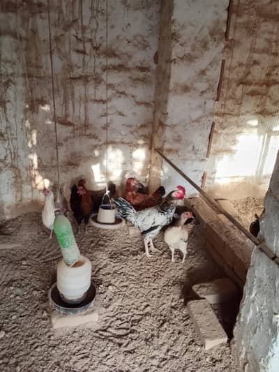 Golden Misri Hens گولڈن مصری مرغیاں