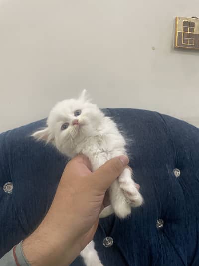 Persian cat for sale