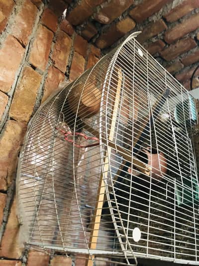 Birds cage