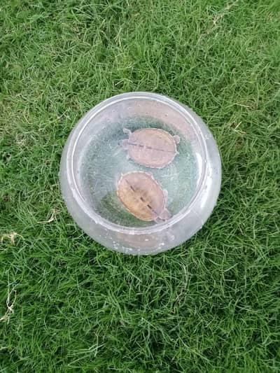Turtles for Sale Male & Female