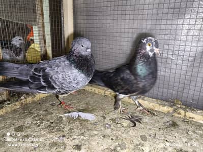 pigeon pair
