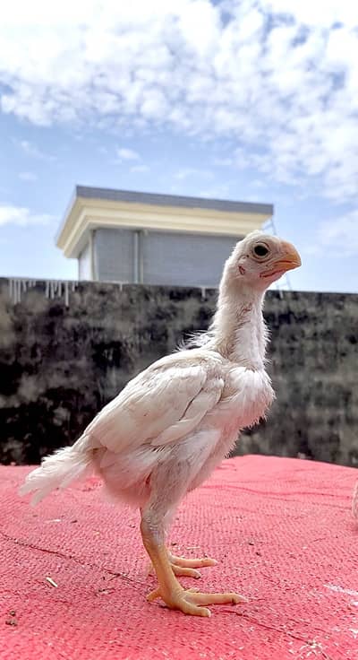 Parrot beak long tail chicks