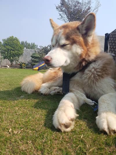 Brown Siberian Husky  Full active