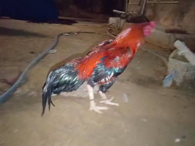 top quality aseel murgha hy