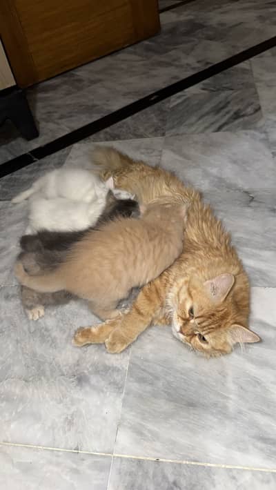 Healthy Vaccinated Cat with 5 Cute Kittens for Sale