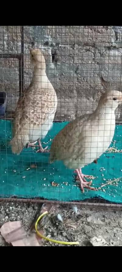 Boski , Silver , Irani and black teeter