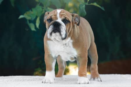 British bulldog