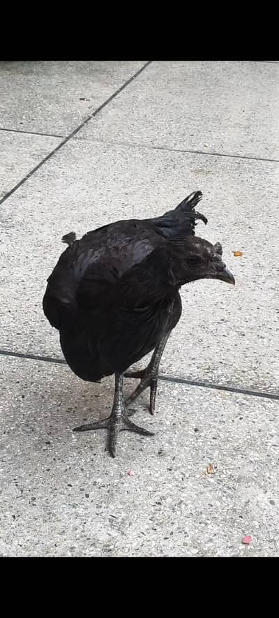 Jett Black Dregon Hen For Sale