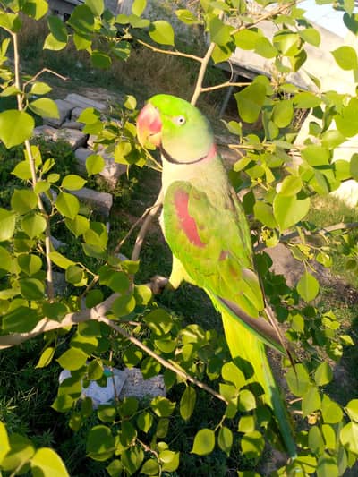 Talking Raw parrot Hand Tame
