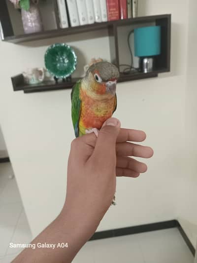 Pineapple conure