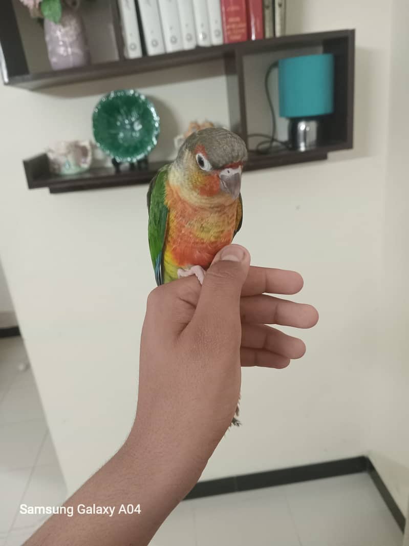 Pineapple conure 0