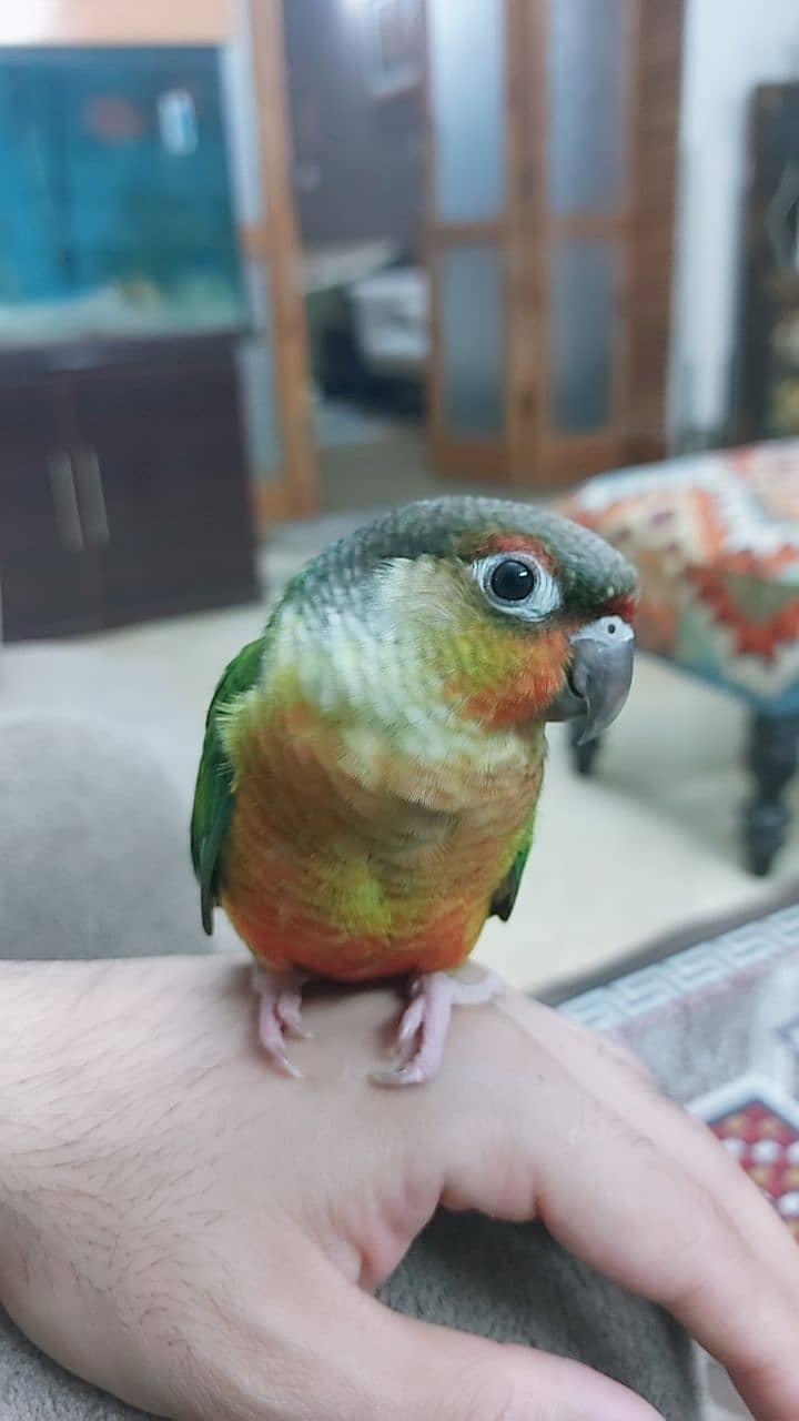 Pineapple conure 1