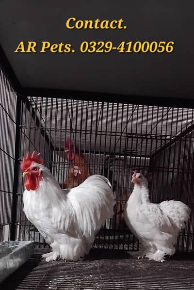 Bantam Breeder Pair A+ Quality