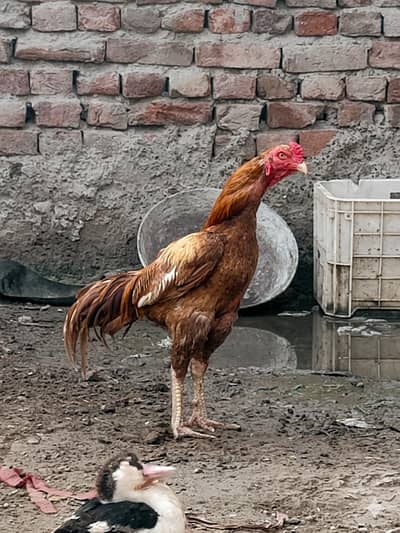 breeder pair for sale