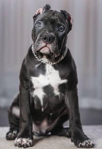 Cane corso