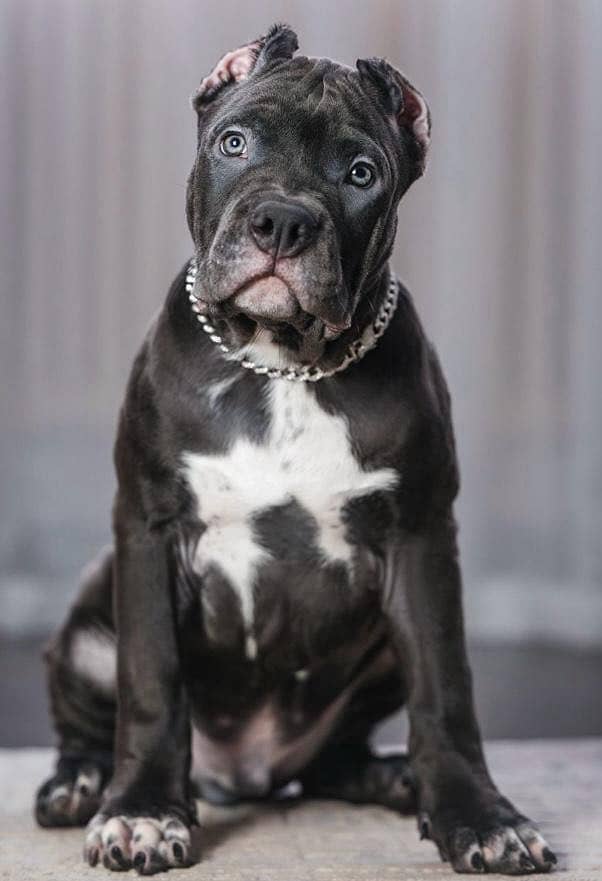 Cane corso 0
