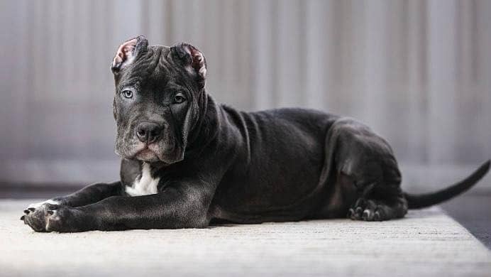 Cane corso 1