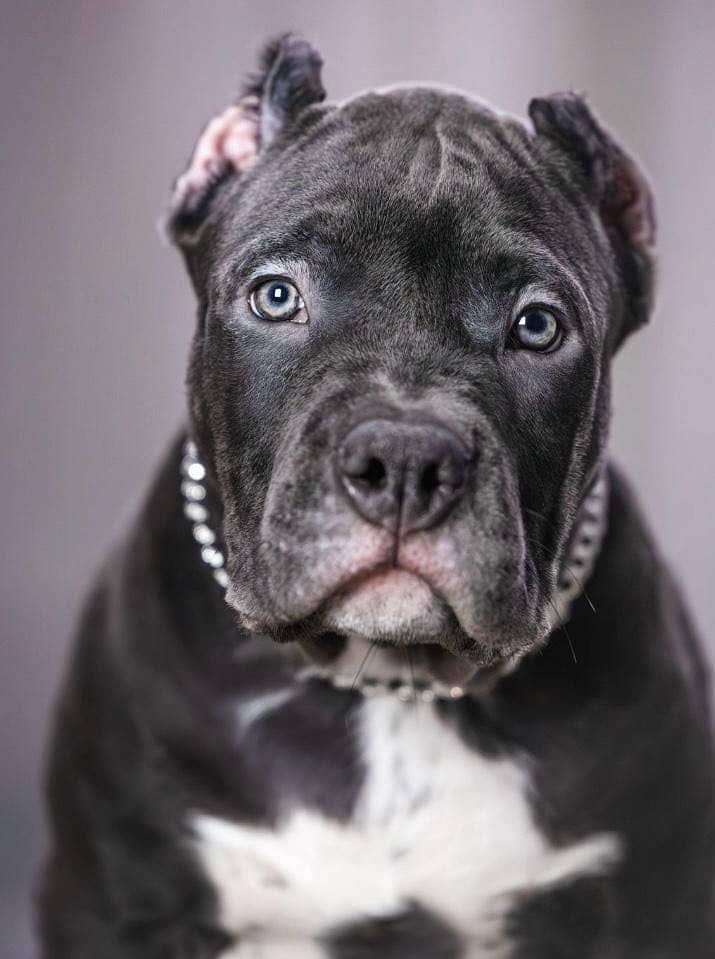 Cane corso 2