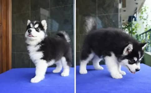 Siberian husky puppies blue eyes