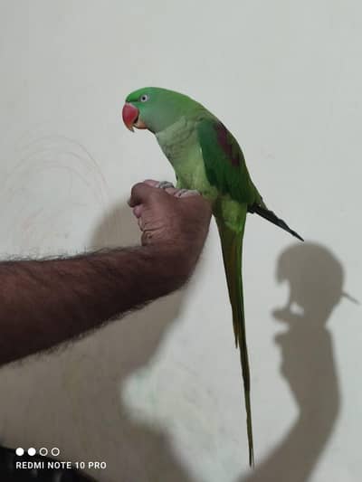 Raw parrot Female