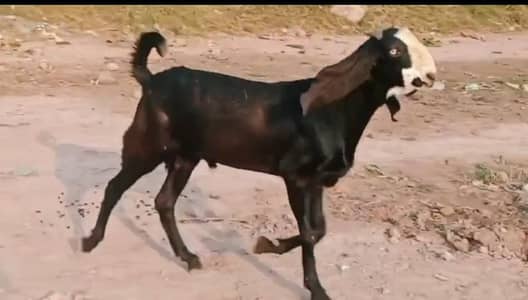 Ma Sha Allah,  Pure Desi Bakra Ghr ka Pala hua , 2 Dant