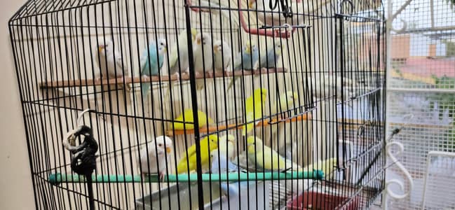 Australian Parrot healthy