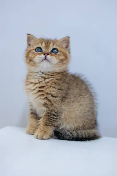 British shorthair