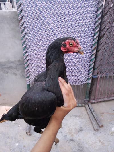 mushki pair + Desi murga