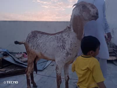 jambu size macca cinna 03453400293