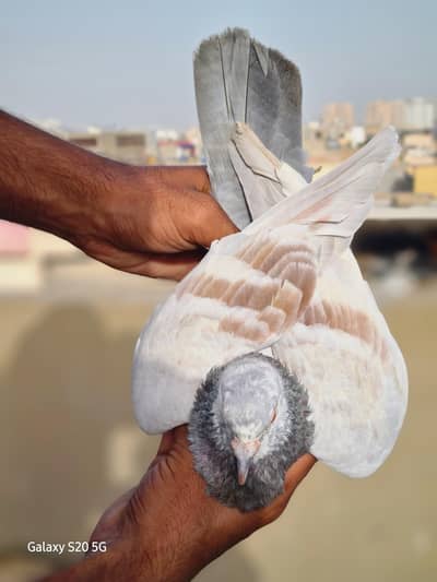 Chita khira Gandydar Piar