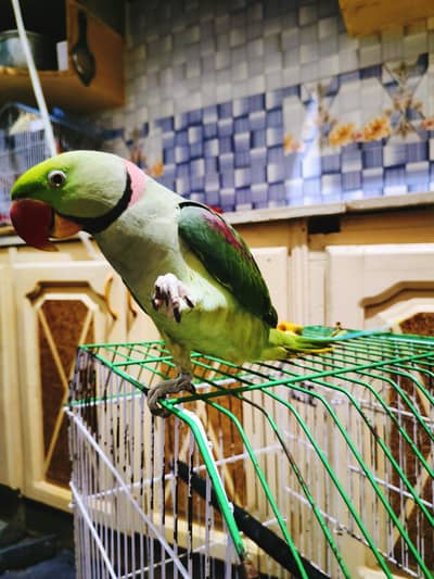 Raw Parrot ful talking face to face ful handtamed Parrot big size