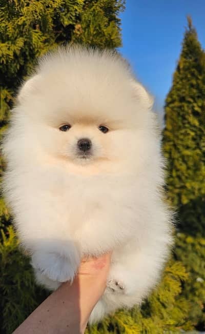 Pomeranian