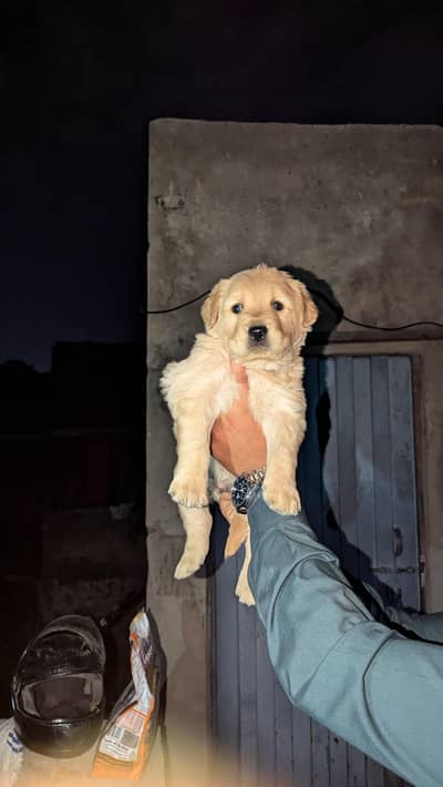 golden retriever male puppy for sale
