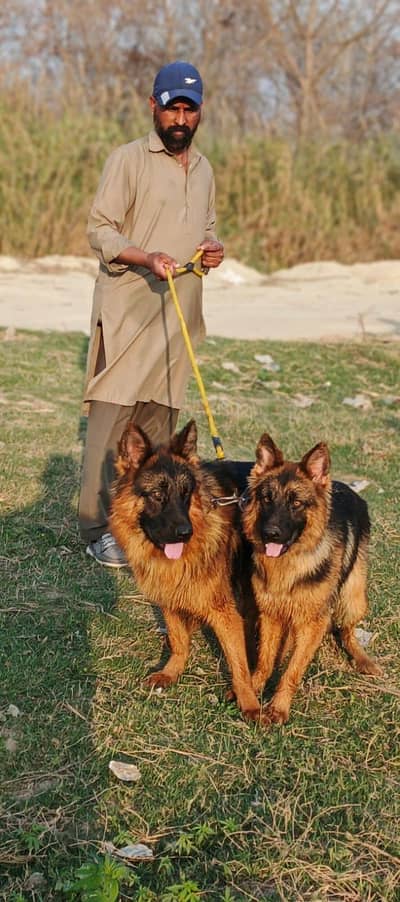 German shepherd pair for sale