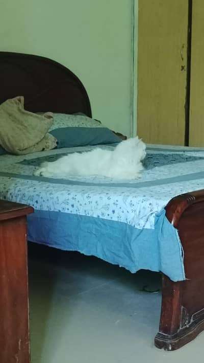 this is very friendly cat