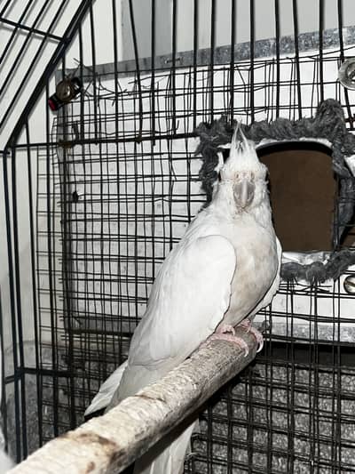 Coctial parrots for sale