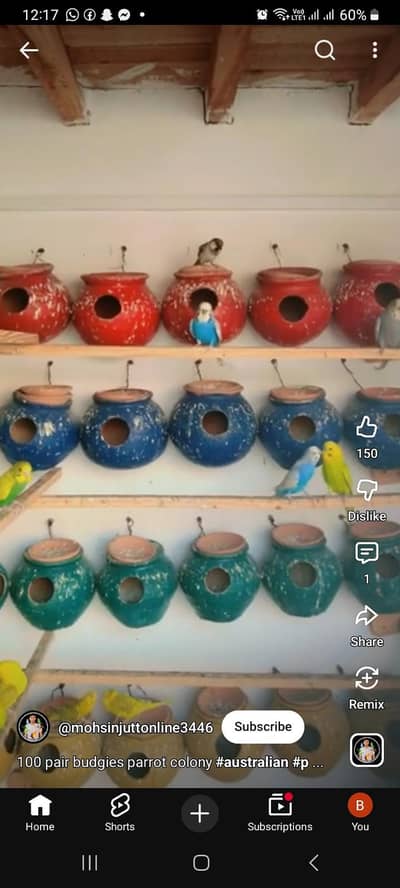 mujh 50 se 70 pairs Australian parrots budgie k chaiye urgently