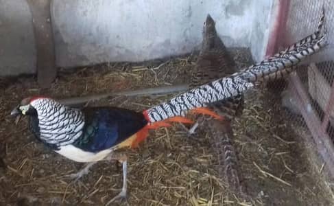 Peasant Male available for sale