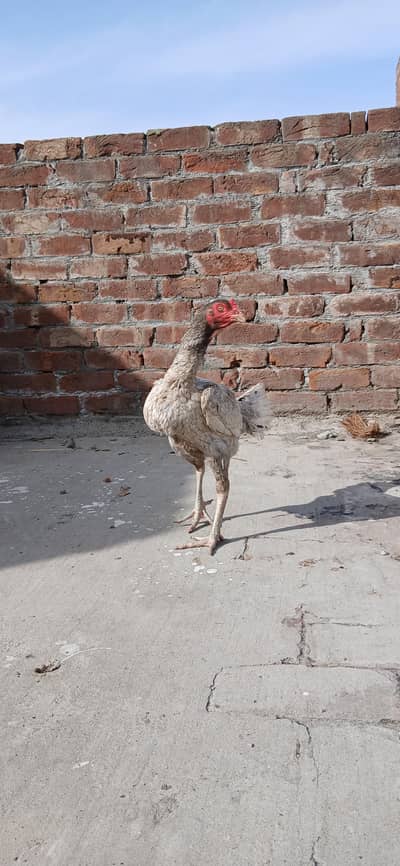 Veit x Pakistani band Gadi female