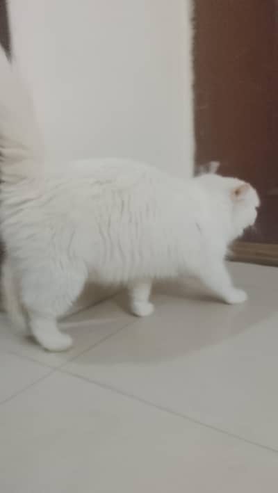 this cat is very friendly cat