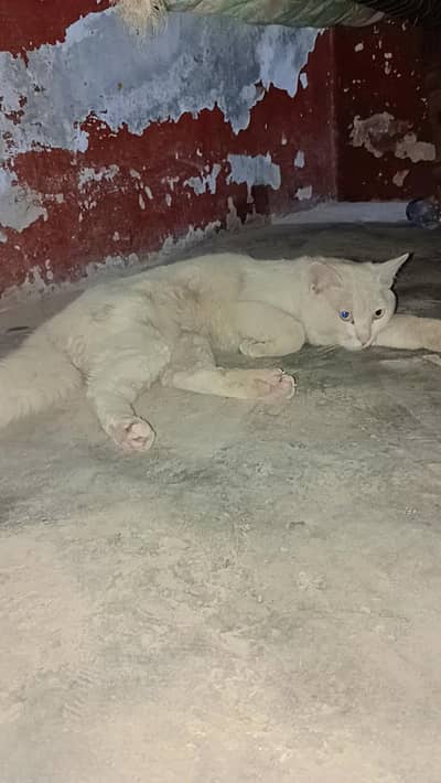 white  colour cat  male hay Yellow eyes