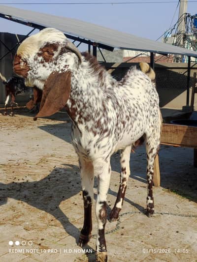 FRESH 2 DANT, WHITE CHEENA Qurbani