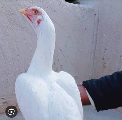 need pure white female ksi ne sale krni h tu rabty kre