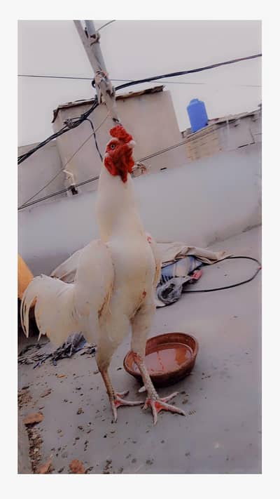 Aseel murga hera || jawa murga || lakha mugi 5 cheks || dasi murgahi .