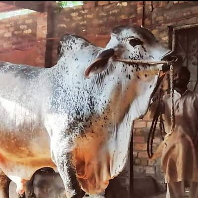 Qurbani 2026 750 per kg with free home delivery plus free Qasai