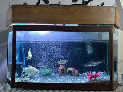 Urgent Aquarium for sale