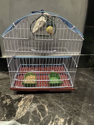 Love Birds Pair With Brand New Cage
